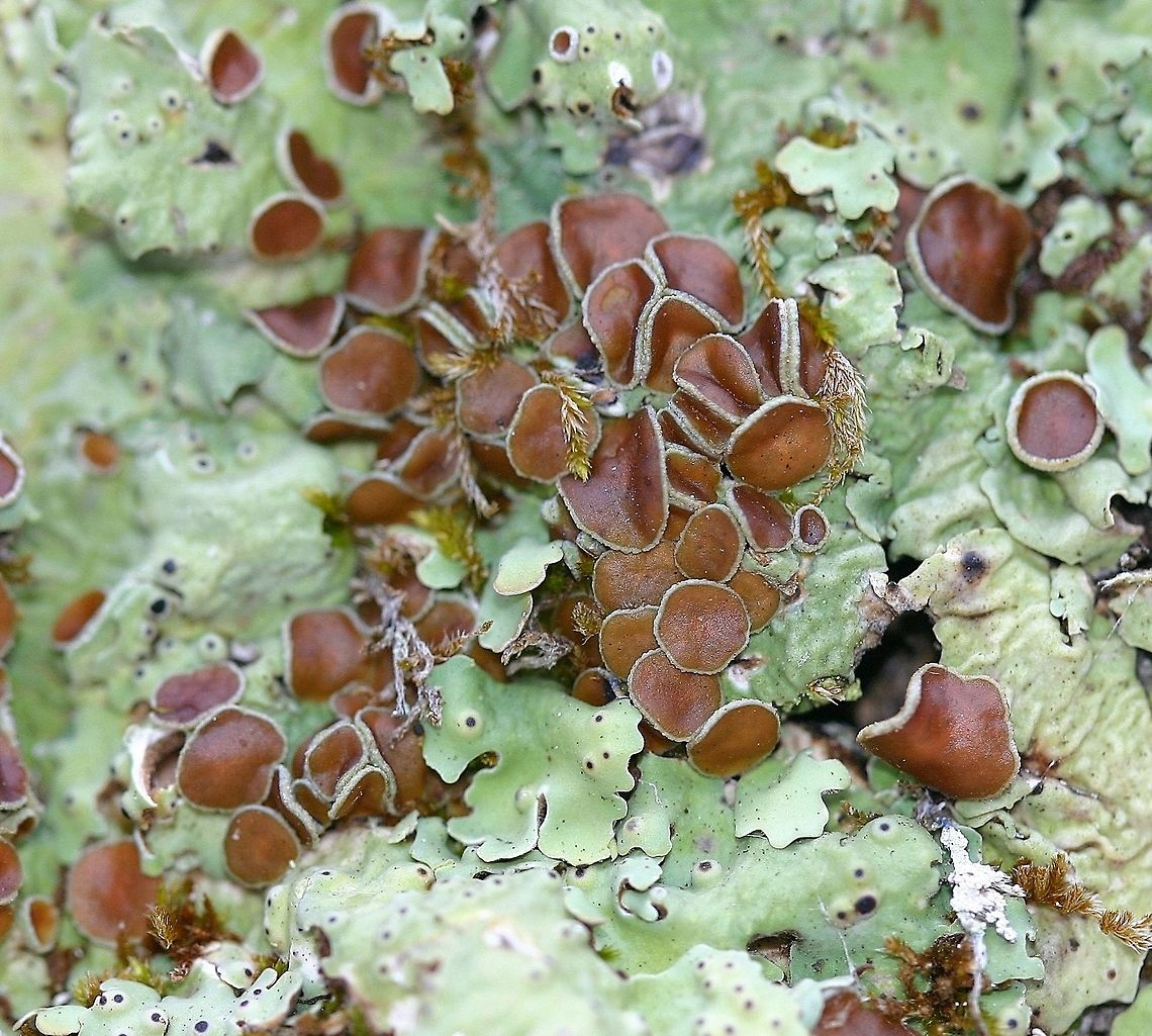 Lobaria quercizans, Smooth Lungwort Lichen Lobaria quercizans with apothecia growing on the bark of a black ash tree in a forested wetland. Lichen shown is wet. Geotagged,Lobaria quercizans,Minnesota,Spring,United States,apothecia,black ash,lichen,wetland
