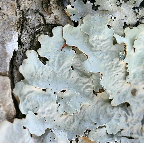 Lobaria quercizans, Smooth Lungwort Lichen Lobaria quercizans with apothecia growing on the bark of a black ash tree in a forested wetland. Lichen shown is dry. Geotagged,Lobaria quercizans,Minnesota,Spring,United States,apothecia,black ash,lichen,wetland
