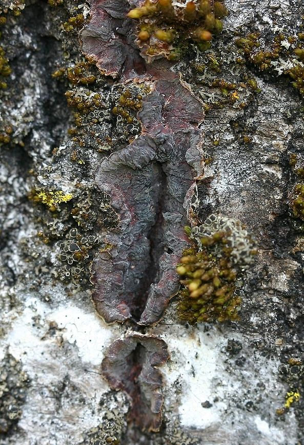A Fungus (Phlebia?) This specimen was growing on the same tree as the one shown in <figure class="photo"><a href="https://www.jungledragon.com/image/74792/a_fungus_phlebia.html" title="A Fungus (Phlebia?)"><img src="https://s3.amazonaws.com/media.jungledragon.com/images/3383/74792_thumb.JPG?AWSAccessKeyId=05GMT0V3GWVNE7GGM1R2&Expires=1769040010&Signature=tMe6Zm3Q8gYem5hXpbPxUS5kbQg%3D" width="146" height="152" alt="A Fungus (Phlebia?) An unknown (to me) species of corticioid fungus growing through the bark of an old quaking aspen (Populus tremuloides) tree. Also present are two species of lichens and the moss Orthotrichum pusillum. This might be a species of Stereum or Steccherinum. Geotagged,Minnesota,Phlebia,Spring,United States,corticioid fungus,crust fungi,fungus,populus,red fungus,resupinate fungi,spring,tree" /></a></figure> However, this is how it looks in its dry state. Geotagged,Minnesota,Phlebia,Spring,United States,corticioid fungus,crust fungi,fungus,gray fungus,populus,red fungus,resupinate fungi,tree