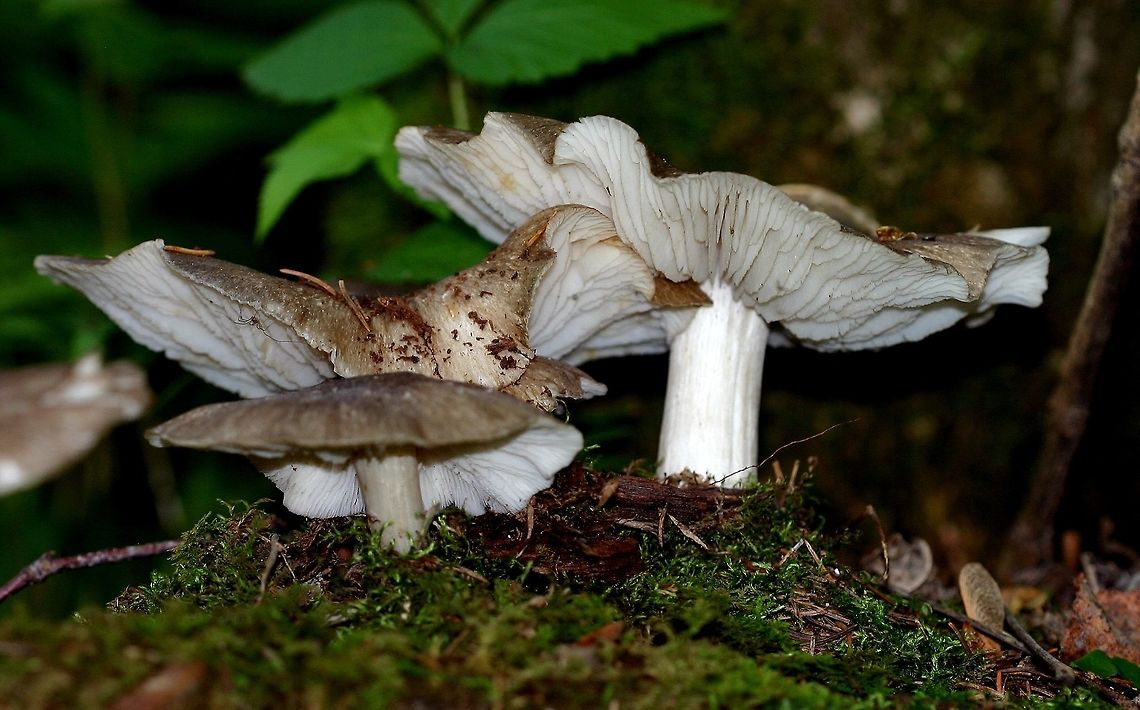 Megacollybia rodmani (Whitelaced Shank Mushroom) Megacollybia rodmani growing from a decomposed birch log partially buried in the forest floor. Forest type is mixed aspen/birch/spruce/balsam fir. Geotagged,Megacollybia platyphylla,Megacollybia rodmani,Megacollybia rodmanii,Minnesota,Summer,Tricholomosis platyphylla,United States,forest,fungi,mushroom,mushroom gills,whitelaced shank mushroom