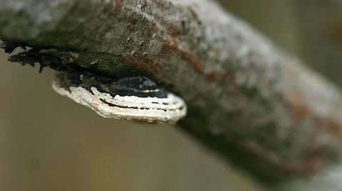 Datronia (Datroniella) scutellata Datronia (Datroniella) scutellata growing from a dead tag alder (Alnus rugosa) branch. Upper surface view. Alnus,Datronia scutellata,Datroniella scutellata,Geotagged,Minnesota,Spring,United States,alder,black and white fungus,bracket fungus,fungus
