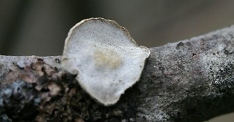 Datronia (Datroniella) scutellata Datronia (Datroniella) scutellata growing from a dead tag alder (Alnus rugosa) branch. Lower surface view. Alnus,Datronia scutellata,Datroniella scutellata,Geotagged,Minnesota,Spring,United States,alder,black and white fungus,bracket fungus,fungus