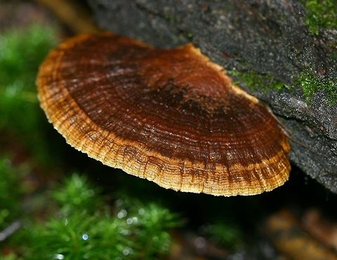 Daedaleopsis confragosa Daedaleopsis confragosa growing from the main stem of a dead Bebb's willow (Salix bebbiana). Photo taken after a recent light rain. Bebb's willow,Daedaleopsis confragosa,Fall,Geotagged,Minnesota,Salix,Salix bebbiana,Thin walled maze polypore,United States,bracket fungus,brown fungus