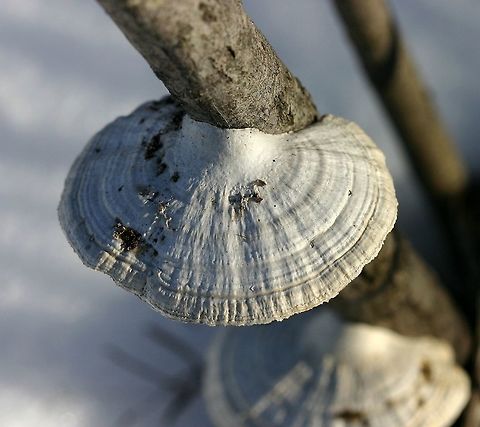 Daedaleopsis confragosa Pale form of Daedaleopsis confragosa growing from the dead stem of Meadow Willow (Salix petiolaris). Daedaleopsis confragosa,Geotagged,Meadow Willow,Minnesota,Salix,Salix petiolaris,Thin walled maze polypore,United States,Winter,bracket fungus,meadow willow,white fungus