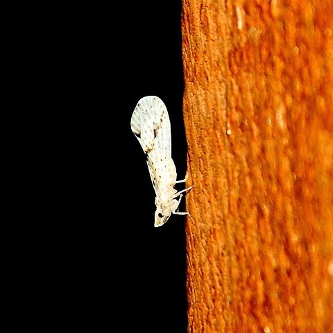 Otiocerus francilloni Otiocerus francilloni, a species of leafhopper. The early nymphal stages of Otiocerus francilloni feed on fungi which is very different from other leafhoppers which feed on the sap of plants. Adults are found with vascular plants but the significance of these associations is not yet determined. After doing some searching on this species it appears that the nearest recorded location from my township in Minnesota is in the area of Chicago, Illinois some 400 miles away. This is a huge range extension and I would expect that this insect species must occur in between here and Chicago. Other states where it has been recorded are DE, FL, GA, MS, NJ, NY, and OH. Oddly, there appear to be no records for any member of the genus in WI but I'm sure there must several species including this one.

This individual of Otiocerus francilloni came to my porch attracted by the incandescent porch light. Derbidae,Fulgoroidea,Geotagged,Hemiptera,Minnesota,Otiocerus francilloni,Planthoppers,Summer,True Bugs,United States,insect,leafhopper