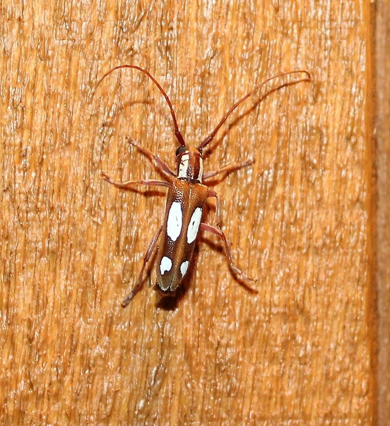 Saperda cretata The Spotted Apple Tree Borer. Its larvae feed on sapwood under the bark of hawthorn and apple. Coleoptera,Geotagged,Insects,Saperda cretata,Spotted Apple Tree Borer,Summer,United States,beetle,longhorn beetle