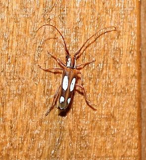 Saperda cretata The Spotted Apple Tree Borer. Its larvae feed on sapwood under the bark of hawthorn and apple. Coleoptera,Geotagged,Insects,Saperda cretata,Spotted Apple Tree Borer,Summer,United States,beetle,longhorn beetle