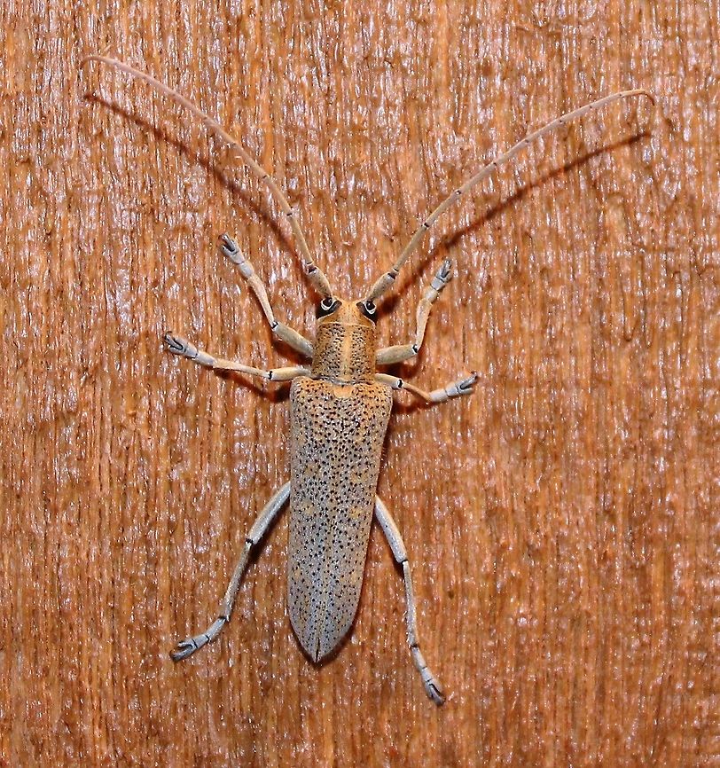 Saperda calcarata Poplar Borer. Larval hosts are quaking aspen, cottonwood, and balsam poplar. Eggs are laid in the spring and summer in small notches chewed in the bark by the female. Upon hatching larvae feed on the cambium layer for the first season and later move to the sapwood and heartwood. Larvae take 3 to 4 years to develop into adults. Adult Poplar Borers feed on the leaves of the host trees. These are large beetles 20 to 30 mm long. Coleoptera,Geotagged,Insects,Poplar Borer,Saperda calcarata,Summer,United States,longhorned beetle