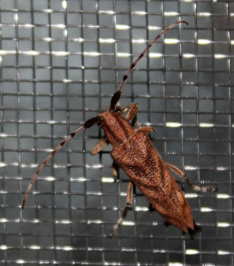 Saperda obliqua The Alder Bore. Its larvae feed under the bark near the bases of alder and birch trees leaving oval-shaped holes and frequently girdling the stems. Young larvae begin feeding just below the bark and later work their way to the center of the stems. The brown color and oblique lines make the adult insect resemble a withered leaf. Alder Borer,Coleoptera,Geotagged,Insects,Longhorned Beetle,Saperda obliqua,Summer,United States