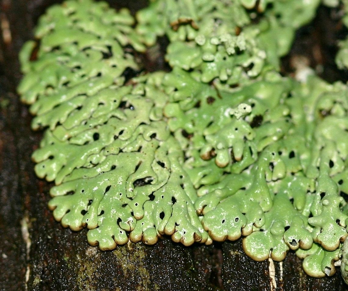 Menegazzia terebrata, a lichen Menegazzia terebrata is a foliose lichen that forms spreading rosettes 10 to 15 cm across. The tips of the lobes are brown but the overall color of the lichen when wet is green. The lobes are swollen and branched palmately. In Minnesota at least it can be found on very old white cedar trees in forests and swamps where the air is humid. It has also been collected from moss-covered rocks in deep river gorges. This individual was found on a large white cedar about 1 meter up. The photo was taken as a light rain was falling. Geotagged,Menegazzia terebrata,Minnesota,Parmeliaceae,Summer,United States,foliose lichen,honeycomb lichen,keyhole lichen,lichen,white cedar
