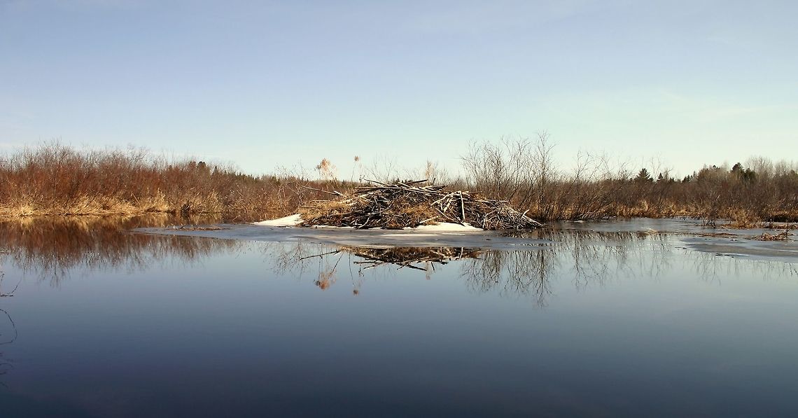Beaver Lodge and Pond Beavers began building a dam and lodge on this small stream in 2009. For a few years they occupied the site but in 2013 abandoned it and moved a short distance downstream. The dam is still functioning since the beavers continue to repair it and dig channels from the stream to a patch of sapling aspen and beaked hazel nearby. The lodge is slowly sinking back into the stream but while that is happening some plants have found it to be a good place to grow. Among them are Blue Vervain (Verbena hastata).<br />
<br />
The stream begins about 6 miles to the north in a large raised peat bog. It meanders through sedge meadows, willow swamps, and black ash swamps before reaching the beaver lodge. It continues meandering for a few more miles but the slope of the land becomes steeper where another small stream joins it increasing the amount of water and its velocity. For the rest of its course it flows quickly over a rocky substrate eventually merging with other rivers that continue on to the Mississippi River. Castor canadensis,Geotagged,Minnesota,Spring,United States,Verbena hastata,beaver,beaver lodge,beaver pond,beavers,signs of wildlife,streams,water