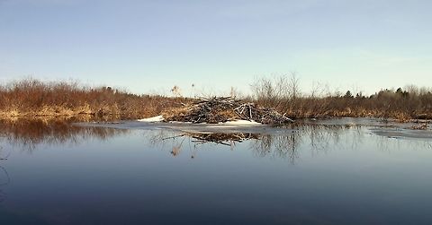 Beaver Lodge and Pond Beavers began building a dam and lodge on this small stream in 2009. For a few years they occupied the site but in 2013 abandoned it and moved a short distance downstream. The dam is still functioning since the beavers continue to repair it and dig channels from the stream to a patch of sapling aspen and beaked hazel nearby. The lodge is slowly sinking back into the stream but while that is happening some plants have found it to be a good place to grow. Among them are Blue Vervain (Verbena hastata).

The stream begins about 6 miles to the north in a large raised peat bog. It meanders through sedge meadows, willow swamps, and black ash swamps before reaching the beaver lodge. It continues meandering for a few more miles but the slope of the land becomes steeper where another small stream joins it increasing the amount of water and its velocity. For the rest of its course it flows quickly over a rocky substrate eventually merging with other rivers that continue on to the Mississippi River. Castor canadensis,Geotagged,Minnesota,Spring,United States,Verbena hastata,beaver,beaver lodge,beaver pond,beavers,signs of wildlife,streams,water