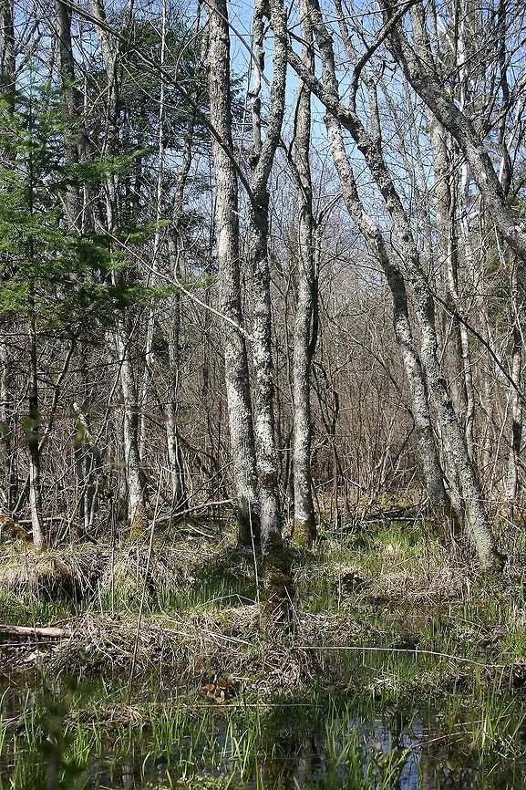 Black Ash Swamp in the Early Spring A black ash swamp in the early spring before leaf out. The water source is from seeps and ephemeral springs. Black Ash (Fraxinus nigra) is the dominant tree species in the canopy and sub-canopy with lesser amounts of Green Ash (Fraxinus pennsylvanica), Red Maple (Acer rubrum), Yellow Birch (Betula allegheniensis), and Quaking Aspen (Populus tremuloides). The average diameter of the Black Ash is 23 cm. Some of the largest are over 30 cm in diameter. Most of the trees are between 45 and 55 years old but a few large ones are estimated to be almost a century. Fraxinus nigra,Geotagged,Spring,United States,black ash,black ash swamp,forested wetland,habitats,nigra,seeps,trees,wetland