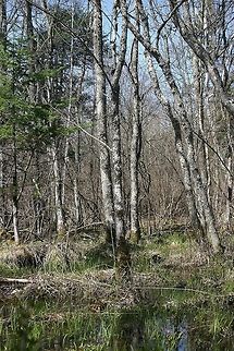 Black Ash Swamp in the Early Spring A black ash swamp in the early spring before leaf out. The water source is from seeps and ephemeral springs. Black Ash (Fraxinus nigra) is the dominant tree species in the canopy and sub-canopy with lesser amounts of Green Ash (Fraxinus pennsylvanica), Red Maple (Acer rubrum), Yellow Birch (Betula allegheniensis), and Quaking Aspen (Populus tremuloides). The average diameter of the Black Ash is 23 cm. Some of the largest are over 30 cm in diameter. Most of the trees are between 45 and 55 years old but a few large ones are estimated to be almost a century. Fraxinus nigra,Geotagged,Spring,United States,black ash,black ash swamp,forested wetland,habitats,nigra,seeps,trees,wetland