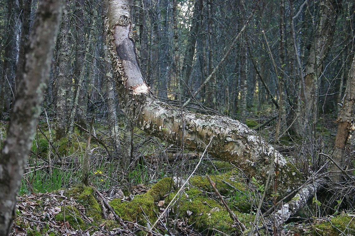 Yellow Birch With Bark Gnawed by a Porcupine A Yellow Birch (Betula allegheniensis) that has been gnawed by porcupines at least twice during its life. The tree is growing in a Black Ash Swamp with seeps and ephemeral springs. Betula alleghaniensis,Betula allegheniensis,Erethizon dorsatum,Geotagged,Spring,United States,Wetlands,Yellow birch,alleghaniensis,black ash,porcupine,signs of wildlife,yellow birch