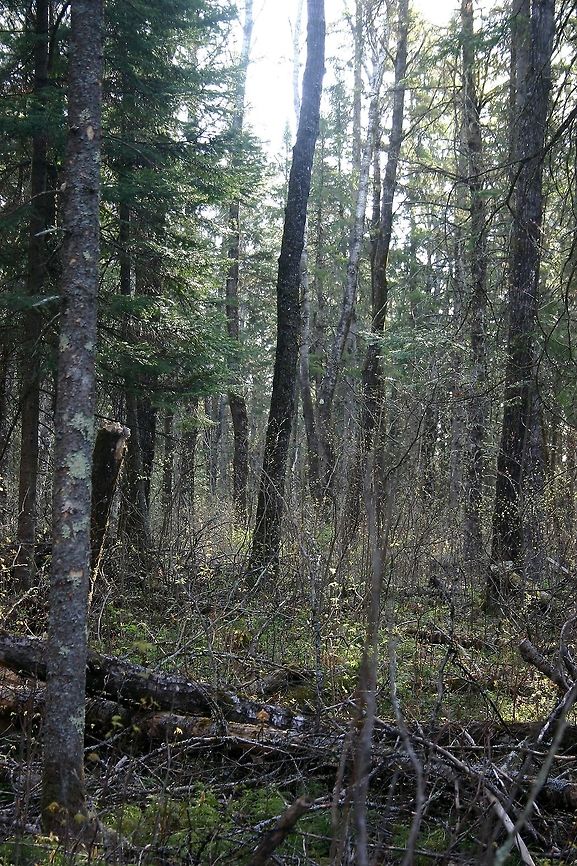 Northern Mesic Mixed Forest Northern Mesic Mixed Forest composed of Quaking Aspen, Paper Birch, White Spruce, Balsam Fir, and White Pine. The average age of the trees here is around 75 years old. Many of the older White Spruce, Balsam Fir, and Quaking Aspen have succumbed to windthrow in recent years. This is due largely to fungus infections from species of Fomes, Phellinus, and Ganoderma. The gaps created in the canopy let in more light encouraging the growth of Beaked Hazel and Red Maple. There are also many more herbaceous species in the ground layer. Geotagged,Spring,United States,forest,mesic,northern mesic forest,trees