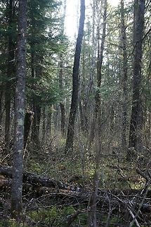 Northern Mesic Mixed Forest Northern Mesic Mixed Forest composed of Quaking Aspen, Paper Birch, White Spruce, Balsam Fir, and White Pine. The average age of the trees here is around 75 years old. Many of the older White Spruce, Balsam Fir, and Quaking Aspen have succumbed to windthrow in recent years. This is due largely to fungus infections from species of Fomes, Phellinus, and Ganoderma. The gaps created in the canopy let in more light encouraging the growth of Beaked Hazel and Red Maple. There are also many more herbaceous species in the ground layer. Geotagged,Spring,United States,forest,mesic,northern mesic forest,trees