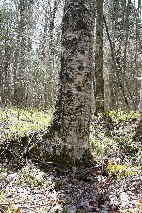 Yellow Birch (Betula alleghaniensis) A Yellow Birch (Betula alleghaniensis) tree growing along the margins of a forested wetland. Betula alleghaniensis,Betula allegheniensis,Geotagged,Spring,United States,Yellow Birch,wetlands