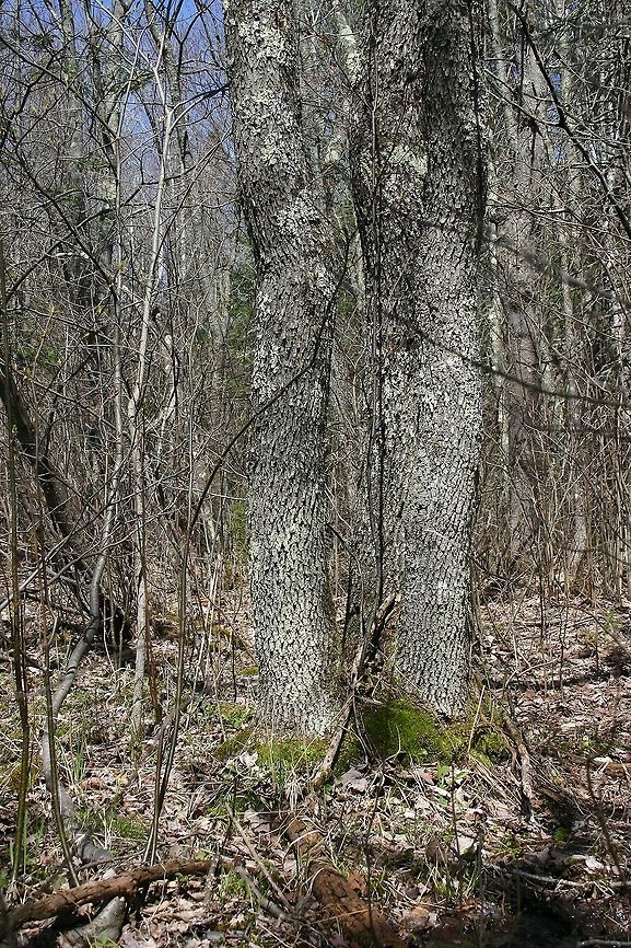 Green Ash (Fraxinus pennsylvanica) in a Forested Wetland Although the forest floor looks dry just a few inches below the soil is saturated. Not too far from these trees are shallow pools of water with Marsh Marigold (Caltha palustris). Fraxinus pennsylvanica,Geotagged,Spring,United States,forested wetland,green ash,swamp,trees,wetlands