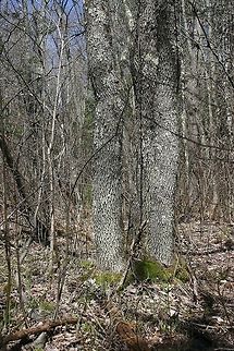 Green Ash (Fraxinus pennsylvanica) in a Forested Wetland Although the forest floor looks dry just a few inches below the soil is saturated. Not too far from these trees are shallow pools of water with Marsh Marigold (Caltha palustris). Fraxinus pennsylvanica,Geotagged,Spring,United States,forested wetland,green ash,swamp,trees,wetlands