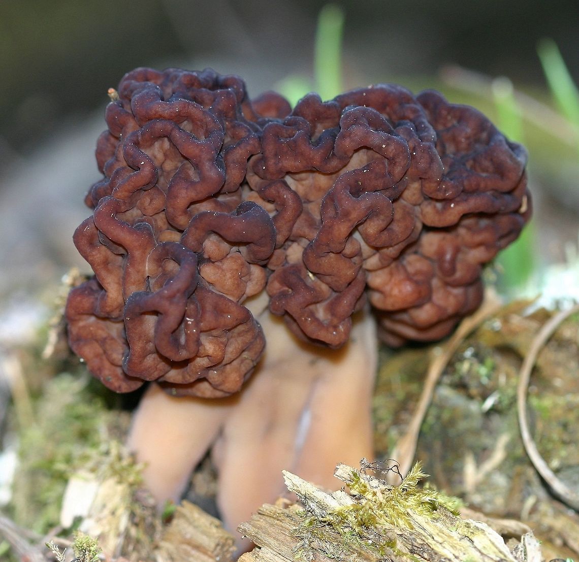 Gyromitra esculenta Gyromitra esculenta (False Morel) growing in a mixed species northern mesic forest. Geotagged,Gyromitra esculenta,Spring,United States,false morel,fungus,gyomitra esculenta,mushroom,wrinkled mushroom