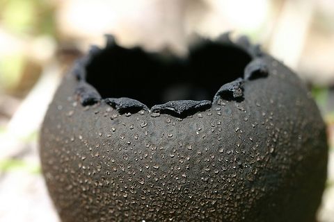Urnula craterium (Devil's Urn) Urnula craterium (Devil's Urn) growing along a trail in a mixed species Northern Mesic Forest. It appeared that the fungus was growing from woody debris from Beaked hazel (Corylus cornuta). Geotagged,Spring,United States,Urnula craterium,black fungus,cup fungus,devil's urn