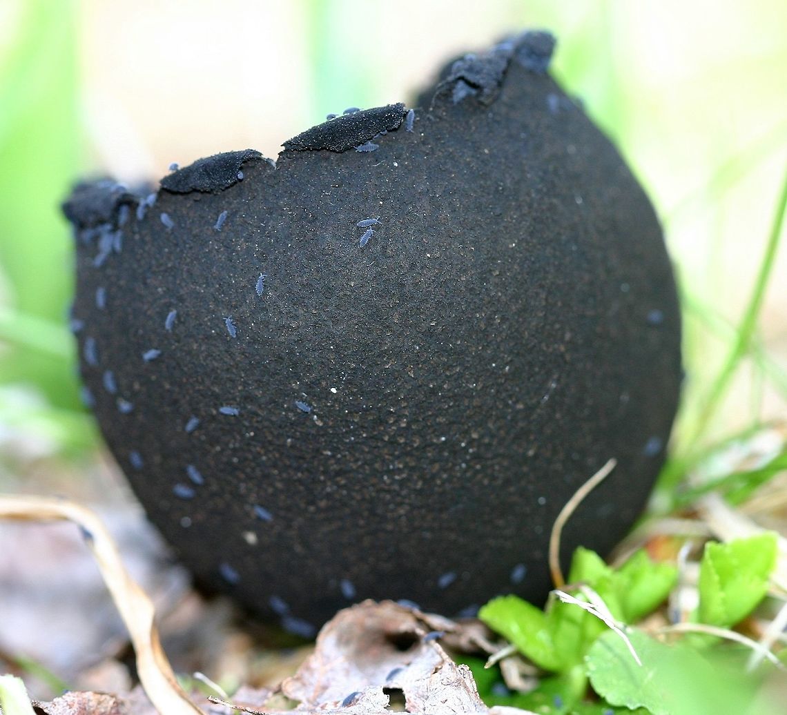 Urnula craterium (Devil's Urn) Urnula craterium from the same location where this one was found <a href="https://www.jungledragon.com/image/74920" rel="nofollow">https://www.jungledragon.com/image/74920</a> but several days later. The opening has flared out and there are also some Springtails (Hypogastrura sp.) crawling on the surface. Devil's urn,Geotagged,Hypogastrura,Spring,United States,Urnula craterium,black fungus,cup fungus,devil's urn,springtails