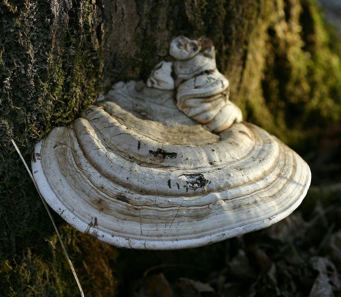 Ganoderma applanatum Ganoderma applanatum growing from the base of a very old quaking aspen. Artist's Fungus,Ganoderma applanatum,Geotagged,Minnesota,Spring,United States,bracket fungus,shelf fungus