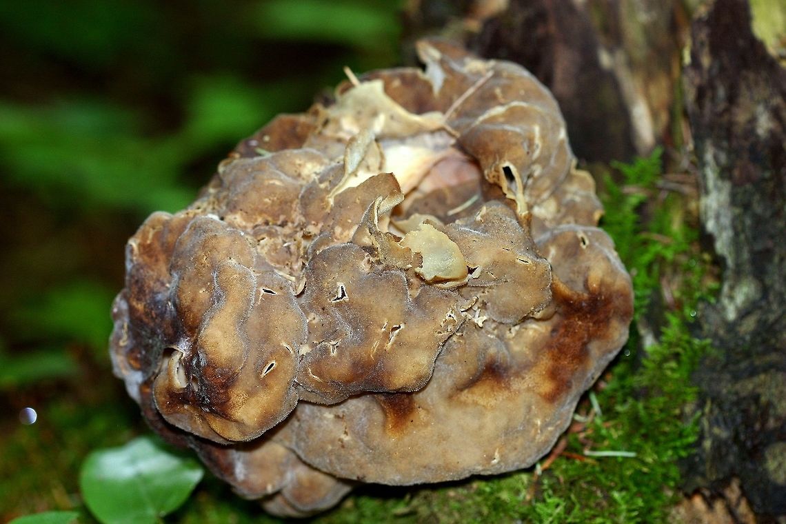 Gyromitra esculenta infected by Sphaeronaemella helvellae Gyromitra esculenta infected by Sphaeronaemella helvellae.<br />
<br />
<a href="http://mycoportal.org/portal/taxa/index.php?taxon=189350" rel="nofollow">http://mycoportal.org/portal/taxa/index.php?taxon=189350</a> Geotagged,Gyromitra esculenta,Minnesota,Sphaeronaemella helvellae,Summer,United States,false morel,fungus parasite