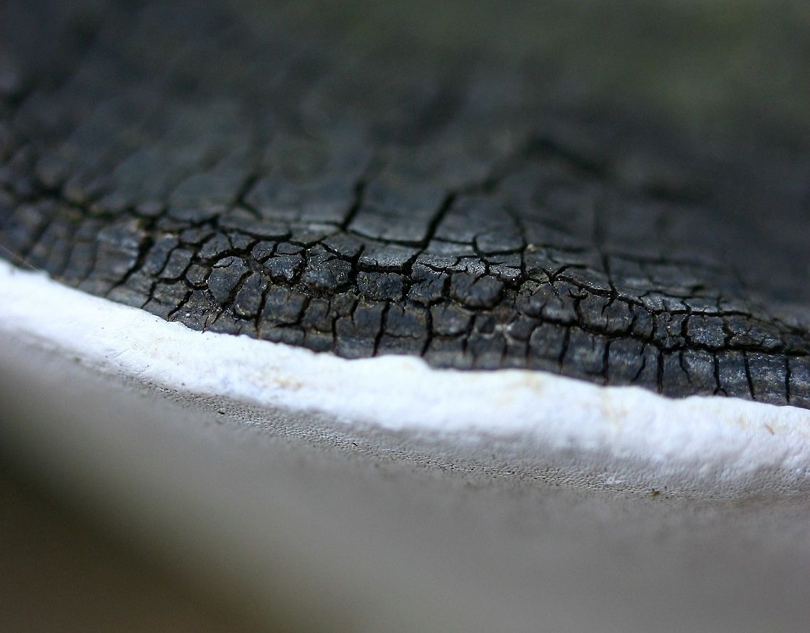 Phellinus ignarius Phellinus ignarius growing from the base of a very old quaking aspen tree. Geotagged,Phellinus ignarius,Phellinus igniarius,Spring,United States