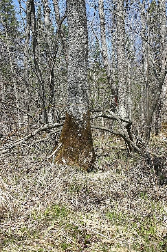 Fraxinus nigra (Black Ash) Fraxinus nigra (Black Ash) growing in a forested wetland. The bulbous base along with wide spreading roots help to stabilize the tree in the soggy soils where it grows. The roots of Black Ash are in some situations partially exposed above the wet soil. These roots will have many corky white growths called lenticels which help the tree exchange gases between its internal tissues and the atmosphere. Fraxinus nigra,Geotagged,Minnesota,Spring,United States,black ash,forested wetland,swamp,tree,wetland