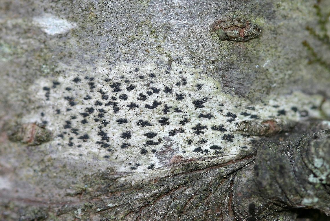 Arthonia radiata (Asterisk Lichen) Arthonia radiata (Asterisk Lichen) growing on the smooth bark of a sapling sized balsam fir about 1 meter above the ground on the north side near the edge of the forest.<br />
<br />
<a href="http://lichenportal.org/portal/taxa/index.php?taxon=52478" rel="nofollow">http://lichenportal.org/portal/taxa/index.php?taxon=52478</a><br />
<br />
<a href="http://www.lichens.lastdragon.org/Arthonia_radiata.html" rel="nofollow">http://www.lichens.lastdragon.org/Arthonia_radiata.html</a> Arthonia astroidea,Arthonia radiata,Asterisk Lichen,Geotagged,Spring,United States,asterisk lichen