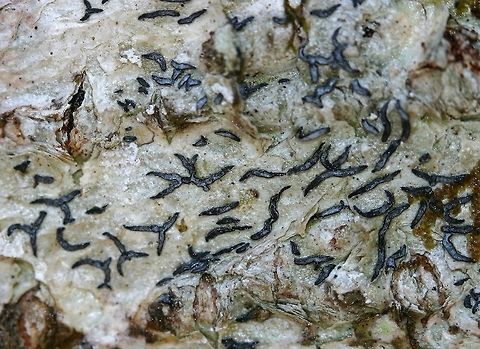 Graphis scripta (Script Lichen) Graphis scripta (Script Lichen) on the bark of black ash. Geotagged,Graphis scripta,Minnesota,Spring,United States,black ash,script lichen