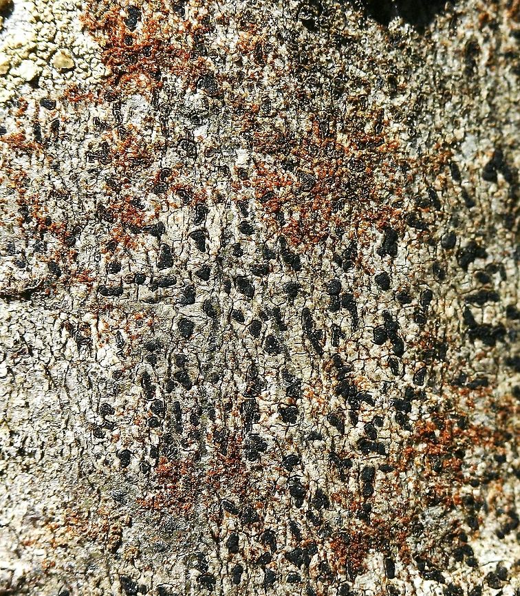 Alyxoria varia (formerly Opegrapha varia) Alyxoria varia (formerly Opegrapha varia) on tag alder (Alnus rugosa) bark. The green algae Trentophila is the photobiont in this lichen association. Although Trentophila is a green alga (contains chlorophyll a and chlorophyll b) it is red in color owing to the pigment carotene. Alyxoria varia,Geotagged,Minnesota,Opegrapha varia,Spring,Trentophila,United States,alnus rugosa,tag alder