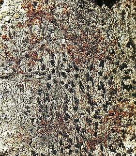 Alyxoria varia (formerly Opegrapha varia) Alyxoria varia (formerly Opegrapha varia) on tag alder (Alnus rugosa) bark. The green algae Trentophila is the photobiont in this lichen association. Although Trentophila is a green alga (contains chlorophyll a and chlorophyll b) it is red in color owing to the pigment carotene. Alyxoria varia,Geotagged,Minnesota,Opegrapha varia,Spring,Trentophila,United States,alnus rugosa,tag alder