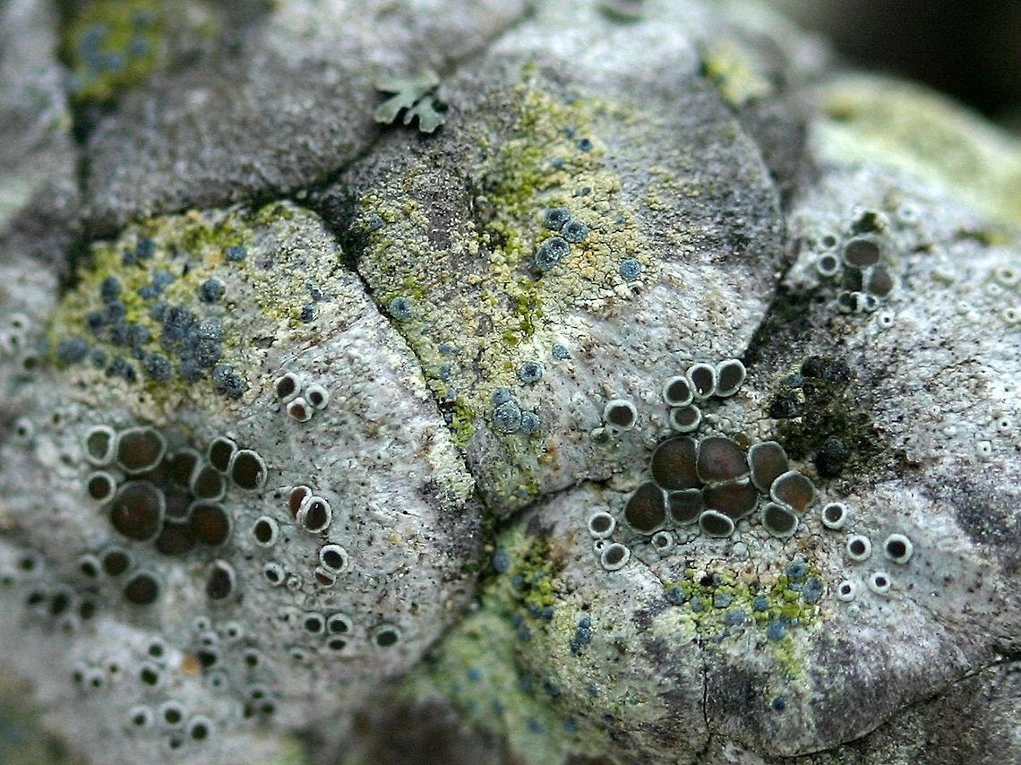 Arthonia (Chrysothrix) caesia The yellowish crust with blue apothecia is Arthonia (Chrysothrix) caesia. Habitat is a very old jack pine (Pinus banksiana) cone that has probably been on this branch for about 20 years.<br />
<figure class="photo"><a href="https://www.jungledragon.com/image/74934/arthonia_caesia_old_name_chrysothrix_caesia.html" title="Arthonia caesia (old name Chrysothrix caesia)"><img src="https://s3.amazonaws.com/media.jungledragon.com/images/3383/74934_thumb.JPG?AWSAccessKeyId=05GMT0V3GWVNE7GGM1R2&Expires=1767225610&Signature=f4iU1H4BHuRxcf8CoTOulsjkgKs%3D" width="118" height="152" alt="Arthonia caesia (old name Chrysothrix caesia) The yellowish crust with blue apothecia is Chrysothrix caesia. Habitat is a very old jack pine (Pinus banksiana) cone that has probably been on this branch for about 20 years. Arthonia caesia,Chrysothrix caesia,Geotagged,Minnesota,Spring,United States,frosted comma lichen" /></a></figure> Arthonia caesia,Chrysothrix caesia,Geotagged,Minnesota,Pinus banksiana,Spring,United States,frosted comma lichen,jack pine