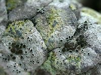 Arthonia (Chrysothrix) caesia The yellowish crust with blue apothecia is Arthonia (Chrysothrix) caesia. Habitat is a very old jack pine (Pinus banksiana) cone that has probably been on this branch for about 20 years.<br />
https://www.jungledragon.com/image/74934/arthonia_chrysothrix_caesia.html Arthonia caesia,Chrysothrix caesia,Geotagged,Minnesota,Pinus banksiana,Spring,United States,frosted comma lichen,jack pine
