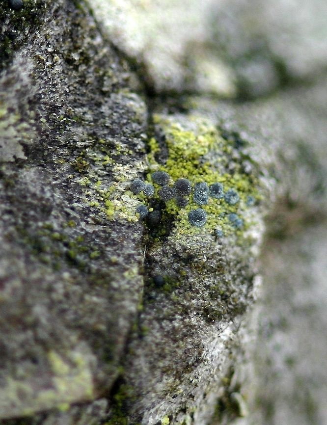 Arthonia caesia (old name Chrysothrix caesia) The yellowish crust with blue apothecia is Chrysothrix caesia. Habitat is a very old jack pine (Pinus banksiana) cone that has probably been on this branch for about 20 years. Arthonia caesia,Chrysothrix caesia,Geotagged,Minnesota,Spring,United States,frosted comma lichen