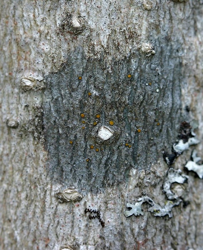 Caloplaca cerina Caloplaca cerina growing on the bark of a sapling black ash (Fraxinus nigra) about 1 meter above the ground on the tree&#039;s west side in an alder swamp thicket. Caloplaca cerina,Geotagged,Minnesota,Spring,United States,black ash,blue lichen,crustose lichen,orange apothecia
