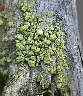 Psilolechia lucida (Sulfur Dust Lichen) Psilolechia lucida (Sulfur Dust Lichen) on decorticated and weathered roots of overturned tamarack (Larix laricina). Biatora lucida,Geotagged,Minnesota,Psilolechia lucida,Spring,United States,green crustose lichen,green lichen,lichen,sulfur dust lichen,yellow apothecia