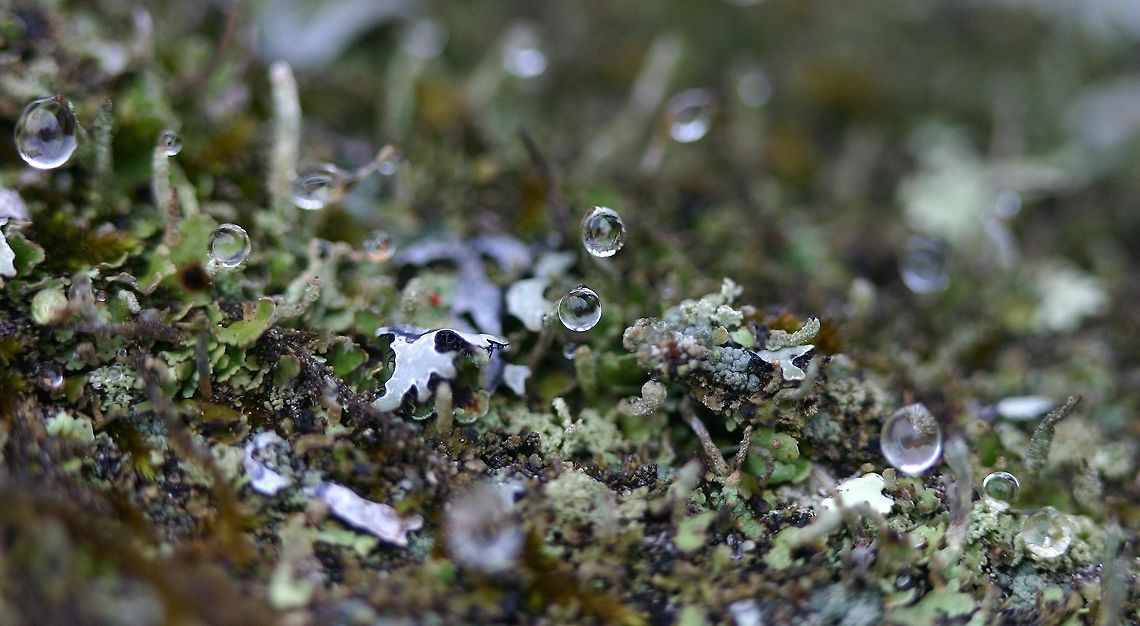 Lichens in the rain Lichens with water droplets after the rain. At least three lichen genera are present: Cladonia, Parmelia, and Trapeliopsis. Cladonia,Geotagged,Minnesota,Parmelia,Spring,Trapeliopsis,United States,lichens,micro-landscape,rain