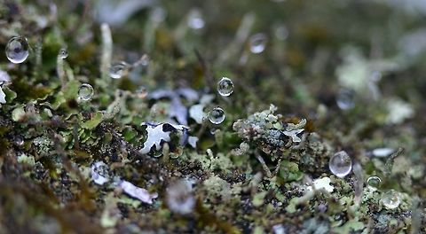 Lichens in the rain Lichens with water droplets after the rain. At least three lichen genera are present: Cladonia, Parmelia, and Trapeliopsis. Cladonia,Geotagged,Minnesota,Parmelia,Spring,Trapeliopsis,United States,lichens,micro-landscape,rain