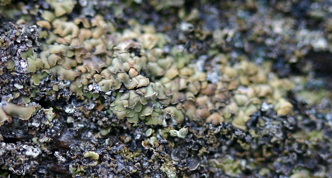 Hypocenomyce scalaris Hypocenomyce scalaris, a lichen, on decorticated roots of an overturned tamarack (Larix laricina).<br />
<br />
"Thallus green to green-brown, more greyish when dry, consisting of overlapping scales with ascending, sorediate tips; apothecia rare, black, discs pruinose. Widespread and locally common on acid-barked trees, fences and sheltered, siliceous rocks." (<a href="http://www.lichens.lastdragon.org/Hypocenomyce_scalaris.html)" rel="nofollow">http://www.lichens.lastdragon.org/Hypocenomyce_scalaris.html)</a> Geotagged,Hypocenomyce scalaris,Ophioparmaceae,Spring,United States,lichens
