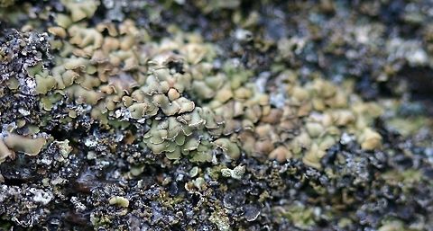 Hypocenomyce scalaris Hypocenomyce scalaris, a lichen, on decorticated roots of an overturned tamarack (Larix laricina).

"Thallus green to green-brown, more greyish when dry, consisting of overlapping scales with ascending, sorediate tips; apothecia rare, black, discs pruinose. Widespread and locally common on acid-barked trees, fences and sheltered, siliceous rocks." (http://www.lichens.lastdragon.org/Hypocenomyce_scalaris.html) Geotagged,Hypocenomyce scalaris,Ophioparmaceae,Spring,United States,lichens