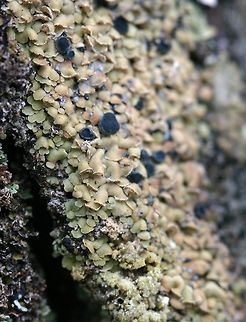 Hypocenomyce scalaris Hypocenomyce scalaris, a lichen, on decorticated roots of an overturned tamarack (Larix laricina). The black discs are the lichen's apothecia.

"Thallus green to green-brown, more greyish when dry, consisting of overlapping scales with ascending, sorediate tips; apothecia rare, black, discs pruinose. Widespread and locally common on acid-barked trees, fences and sheltered, siliceous rocks." (http://www.lichens.lastdragon.org/Hypocenomyce_scalaris.html) Geotagged,Hypocenomyce scalaris,Ophioparmaceae,Spring,United States,lichens