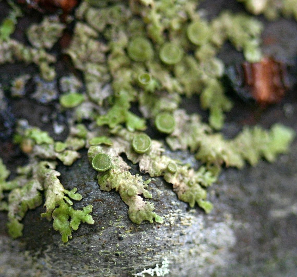 Tuckermannopsis fendleri Tuckermannopsis fendleri on bark of sapling balsam fir. Apothecia with warty or toothed margins. Geotagged,Minnesota,Spring,Tuckermannopsis fendleri,United States