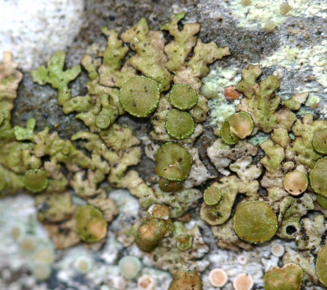 Tuckermannopsis fendleri Tuckermannopsis fendleri on bark of sapling balsam fir. Apothecia with warty or toothed margins. Geotagged,Minnesota,Spring,Tuckermannopsis fendleri,United States