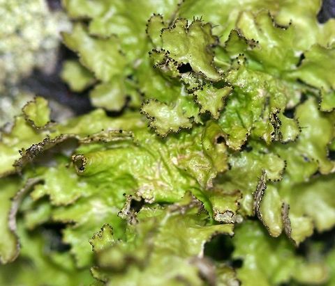 Tuckermannopsis americana Tuckermannopsis americana on a lower branch of tamarack (Larix laricina). Individual shown is wet. Geotagged,Spring,Tuckermannopsis americana,United States