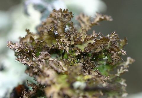 Tuckermannopsis americana Tuckermannopsis americana on a lower branch of tamarack (Larix laricina). Individual shown is dry. Geotagged,Spring,Tuckermannopsis americana,United States