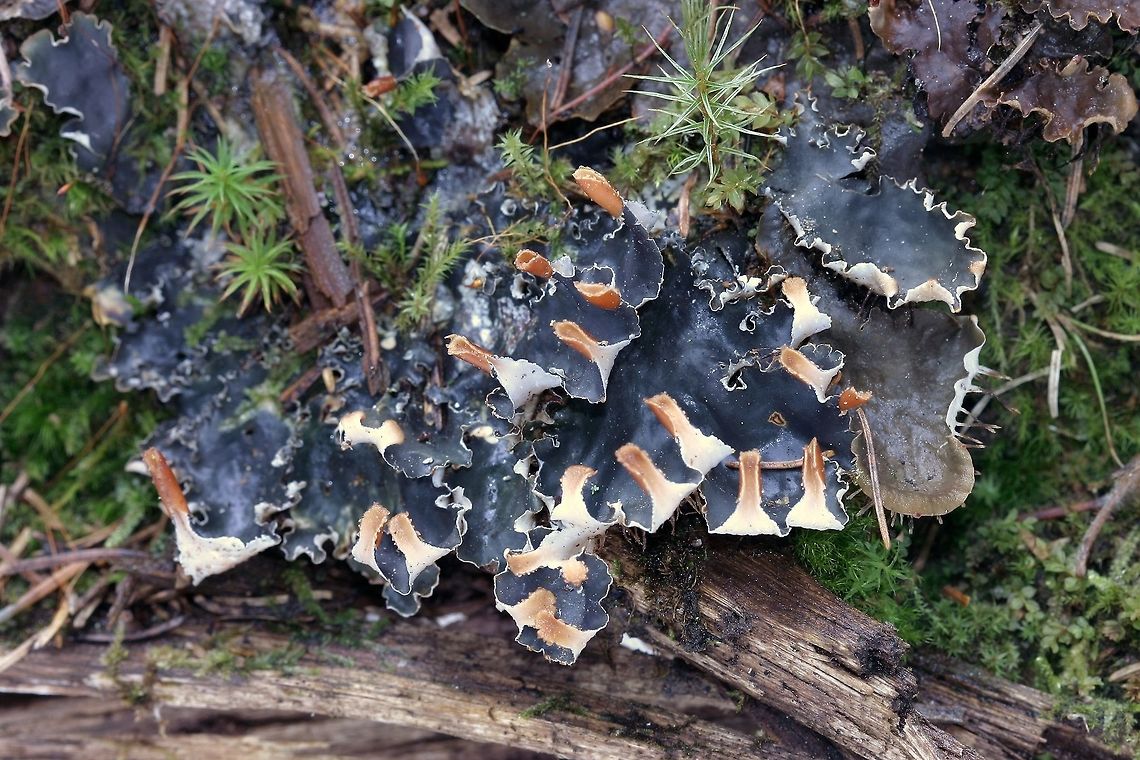 Peltigera polydactylon (Many-fruited Pelt Lichen) Peltigera polydactylon (syn. Peltigera polydactyla), the Many-fruited Pelt Lichen, growing on a mossy decomposing aspen log in the forest. Geotagged,Many-fruited Pelt Lichen,Minnesota,Peltigera,Peltigera polydactyla,Peltigera polydactylon,Peltigeraceae,United States,Winter,blue lichen,forest,lichen,lichens,many-fruited pelt,pelt lichen